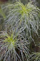 Argyranthemum gracile 'Chelsea Girl' with morning dew drops 