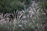 Miscanthus sinensis 'Starlight' with Sarcococca confusa in background.