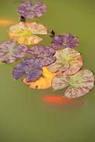 Water lily pads with goldfish. 
