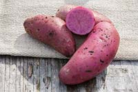 Red potatoes on a wooden surface and a potato bag. Solanum tuberosum 'Rote Emmalie'