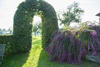 A beech arch gives view to meadows with fruit trees. Fagus sylvatica and Lespedeza thunbergii