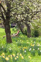 On a flower meadow with daffodils, deck chair under flowering cherry trees, Narcissus; Prunus avium
