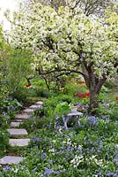 Spring garden with old pear tree in bloom. Planting under tree with tulips, hosta, bluebells, rhubarb and narcissus 
