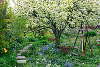 Spring garden with old pear tree in bloom. Wooden ladder, basket and garden spade surrounded by planting of tulips, hosta, bluebells and narcissus 