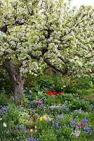 Spring garden with old pear tree in bloom. Planting of tulips, hosta, bluebells and narcissus 