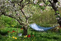 Spring garden with old fruit trees in bloom and hammock 
