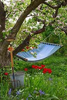 Spring garden with old fruit trees in bloom and hammock 
