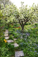 Spring garden with old fruit trees in bloom and stepping stone path 