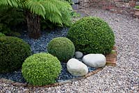 Ornamental gravel garden with clipped Buxus box balls, stones and tree fern