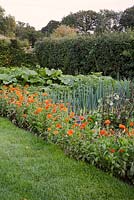 Vegetable and Cutting Garden in summer including Marigolds and Rhubarb