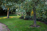 Pair of Malus trees in late Summer 