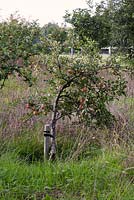 Young Malus Apple tree in wild garden