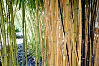Mixed Bamboo canes