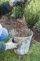 Submerging bare root Yew plant in stimulant mixture.