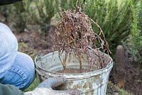 Submerging bare root Yew plant in stimulant mixture.