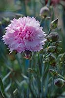 Dianthus hybrida Scent First 'Candy Floss', Candy Floss pinks