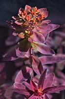 Euphorbia polychroma 'Bonfire', cushion spurge