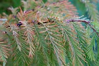 Metasequoia glyptostroboides - Dawn Redwood in autumn
