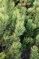 Pinus mugo Carsten Mountain Pine in autumn