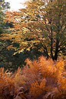 Acer palmatum in autumn with colourful fern foliage in foreground. Bedgebury National Pinetum, Kent