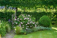 Rosa 'Fantin-Latour' in a border beside lawn with hawthorn hedge behind.