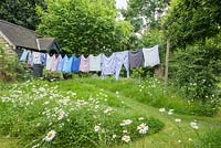 Washing drying on a line in a wild garden with ox eye daisies and mown paths in rough grass.