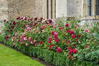Rosa 'Princess Alexandra of Kent', Rosa 'Darcey Bussell' and Rosa 'Sophies Rose' - left to right in a border with box edging