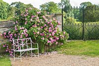 Rosa 'Constance Spry' trained on old garden wall next to gates.