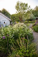 Cottage garden with Silene fimbriata, Allium Tellima grandiflora and Aquilegia in border alongside meandering path