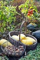 Autumn harvest with pumpkins, courgettes tomatoes and onions