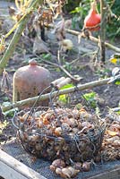 Allium cepa - onions in basket