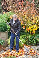Woman raking leaves of Hamamelis 'Arnold Promise'