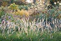 Autumnal border with Pennisetum 'Fairy Tails', Stipa gigantea, Cornus alba, Agastache and Veronicastrum