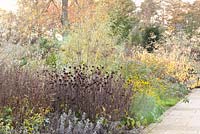 Autumnl border with Echinacea purpurea 'Rubinstern', Rudbeckia fulgida, Cornus alba and Stipa gigantea