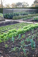 Vegetable garden with plants including Allium porrum, Daucus carota and Spinacia oleracea Fiorana