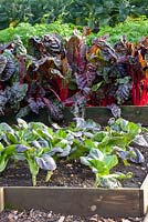 Pak Choi, Mangold, Rosenkohl, Brassica rapa chinensis Rubi, Brassica oleracea , Beta vulgaris 'Intense' growing in raised vegetable beds