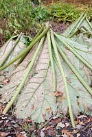 Gunnera manicata - used for winter protection 