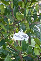 Ilex cameliifolia