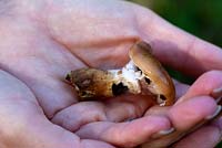 Trametes versicolor - Turkeytail fungus