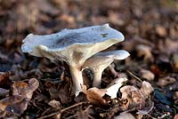 Clitocybe nebularis, the Clouded Agaric