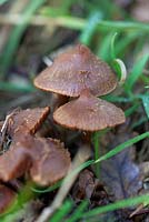 Inocybe (not identified further than this), a member of the Fibrecap family.