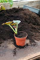 Taking a basal cutting of a begonia. Tamp down the soil.