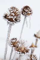 Echinops ritro covered in hoar frost