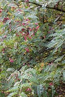 Sorbus vilmorinii - Vilmorin's rowan