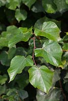 Tilia cordata - small-leaved lime