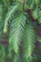 Metasequoia glyptostroboides foliage
