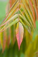 Rhus typhina (Staghorn sumac) leaf
