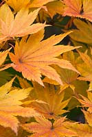 Acer sieboldianum (Siebold's Maple)