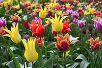 Tulipa Sonnet, tulipa ballade, tulipa west point, Tulipa 'White Triumphator', tulipa cobra
