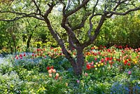 Old fruit trees and tulips in country garden 